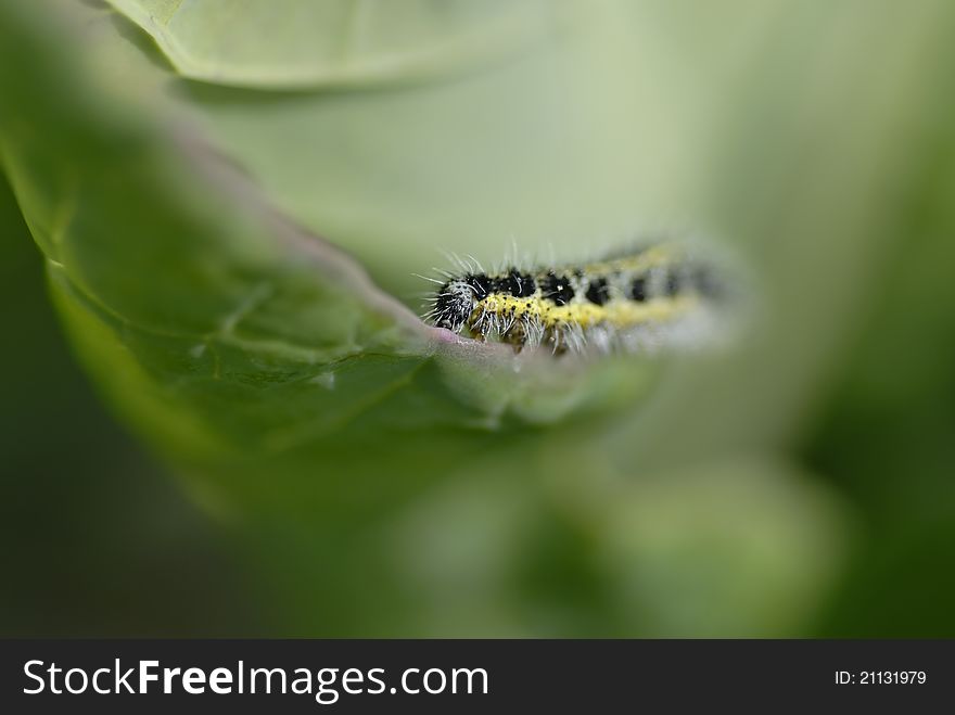 Yellow and black hairy catipillar eating a cabbage leaf. Short DOF focus on catipillar. Yellow and black hairy catipillar eating a cabbage leaf. Short DOF focus on catipillar.