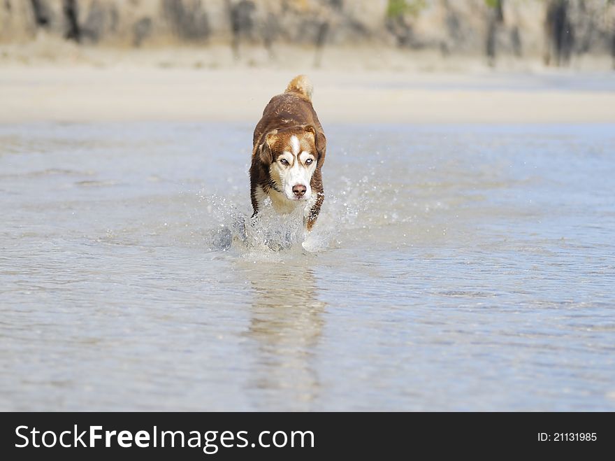 Husky dog running towards the camera splashing towards the camera. Husky dog running towards the camera splashing towards the camera.