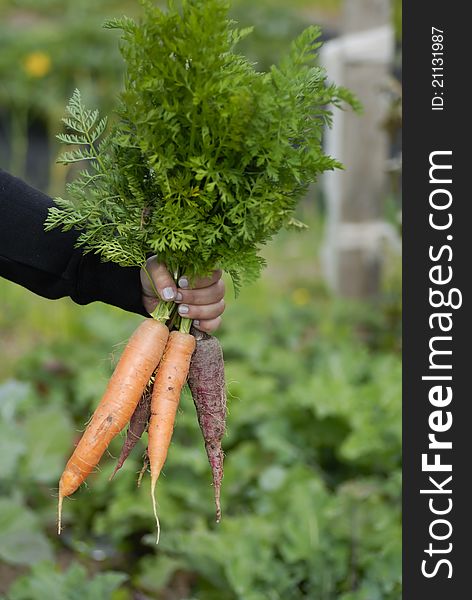 Woman Holding Bunch Of Carrots.