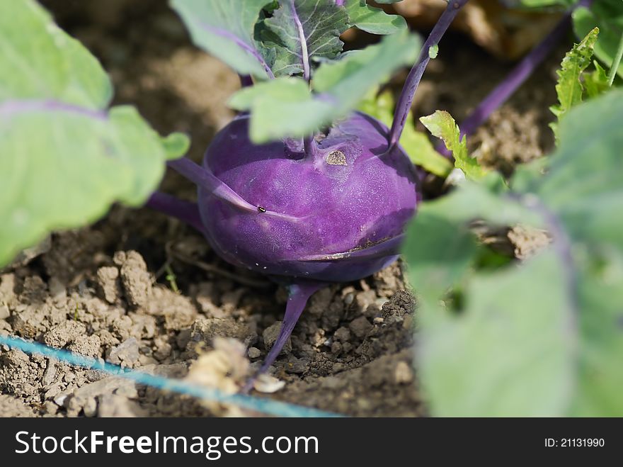 Kohlrabi (German turnip) (Brassica oleracea Gongylodes group). Kohlrabi (German turnip) (Brassica oleracea Gongylodes group)