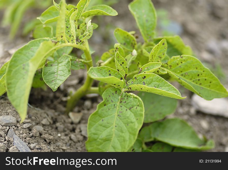 Unhealthy Potato swift foliage. Focus on black dots.