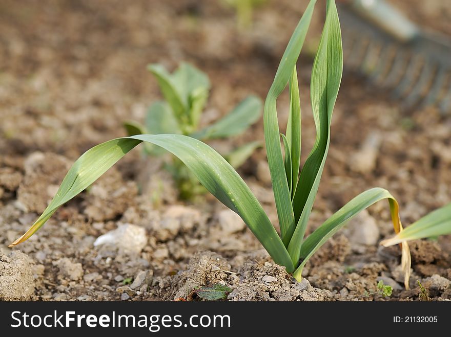 One young healthy garlic (Allium sativum) plant foliage. One young healthy garlic (Allium sativum) plant foliage.