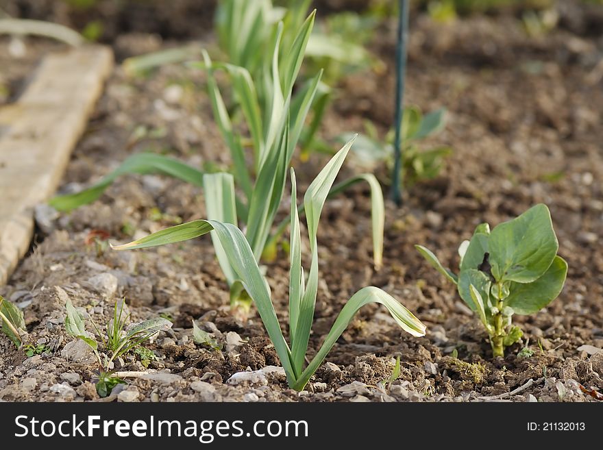 Young Healthy Garlic And And Broad Beans.