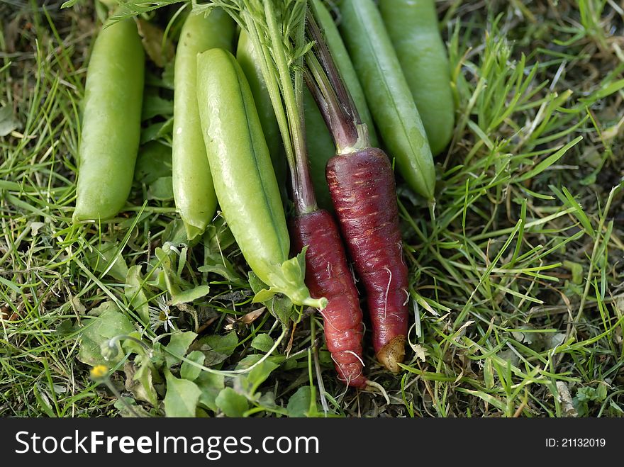 Bunch of Red Dragon (Daucus carota) carrots. Bunch of Red Dragon (Daucus carota) carrots.