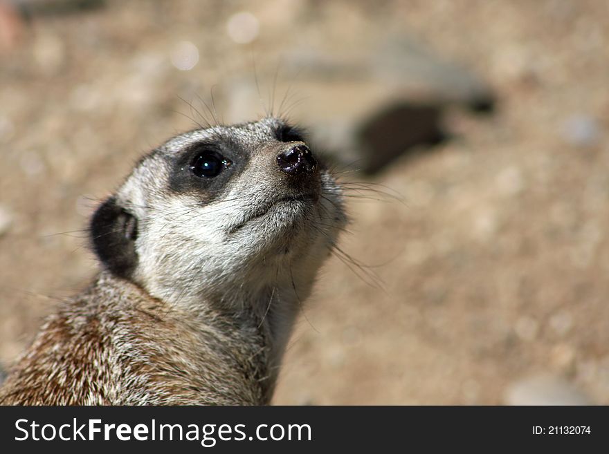 Close Up of a Meerkat Sentry