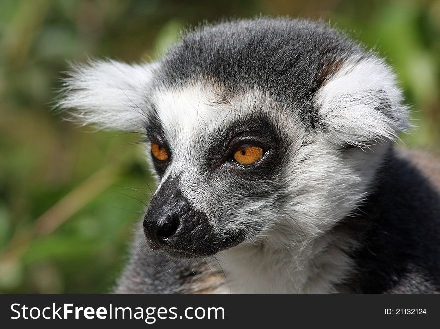 Closeup Of A Ring-tailed Lemeur
