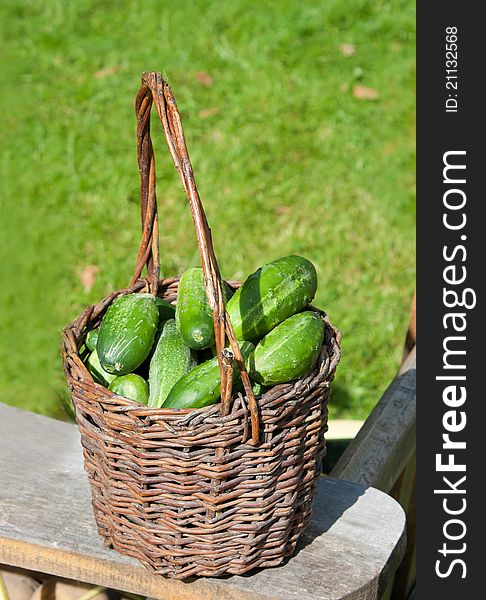Basket of fresh cucumbers outdoor on the table on holiday of harvest. Basket of fresh cucumbers outdoor on the table on holiday of harvest