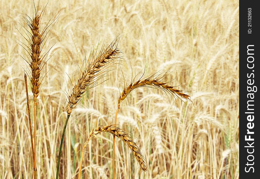 Wheat field at hot summer