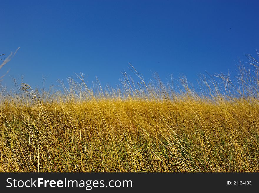 Yellow grass with blue sky