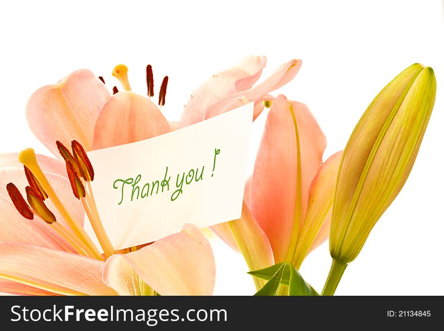 Beautiful pink lilies on a white background