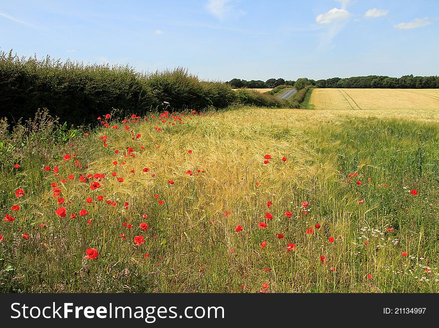 Poppies in a wheat field,
