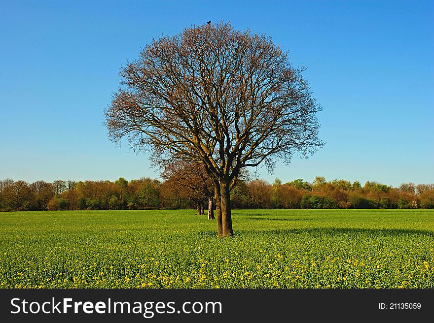 Trees in a large field of flowering rapeseed. Trees in a large field of flowering rapeseed.