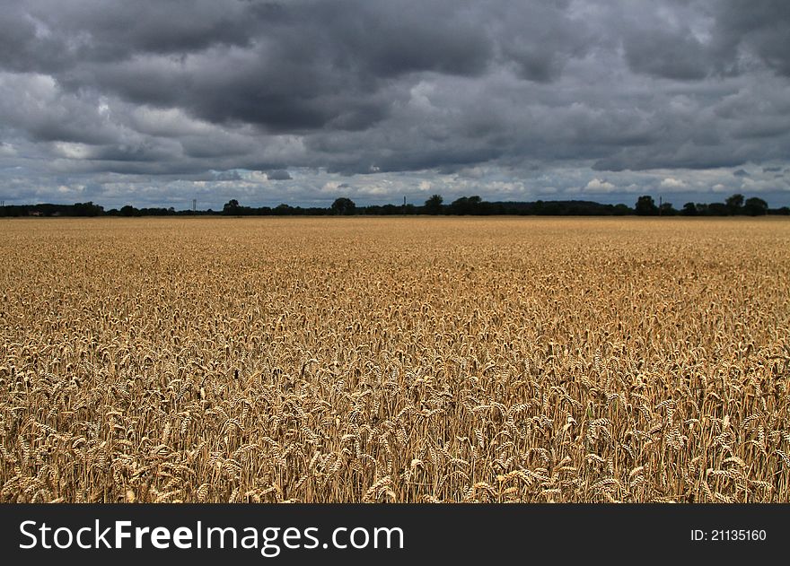 Wheat field in a storm