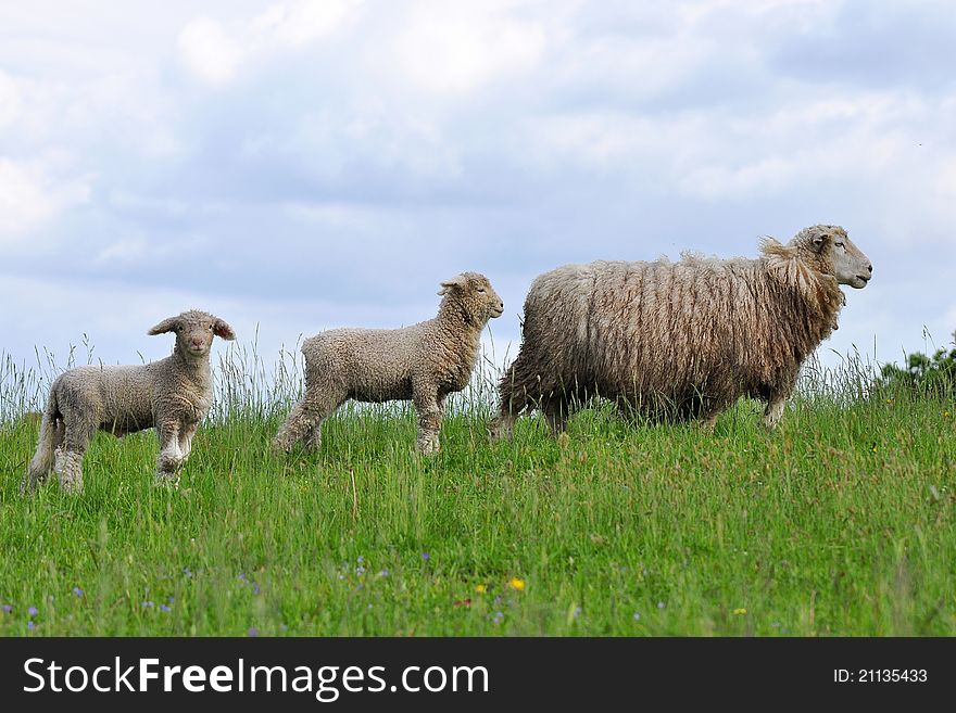 Sheep And Its Lambs