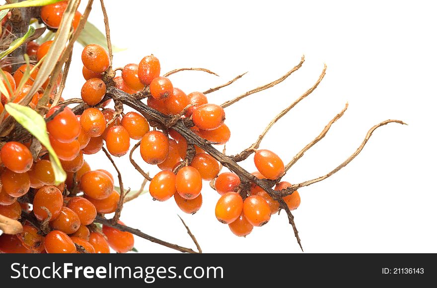 Branch of sea-buckthorn berries with berries it is isolated on a white background. Branch of sea-buckthorn berries with berries it is isolated on a white background.