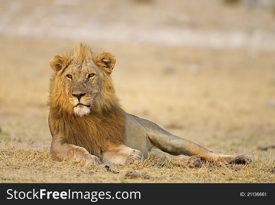 Male lion laying in open field; Panthera leo; Etosha