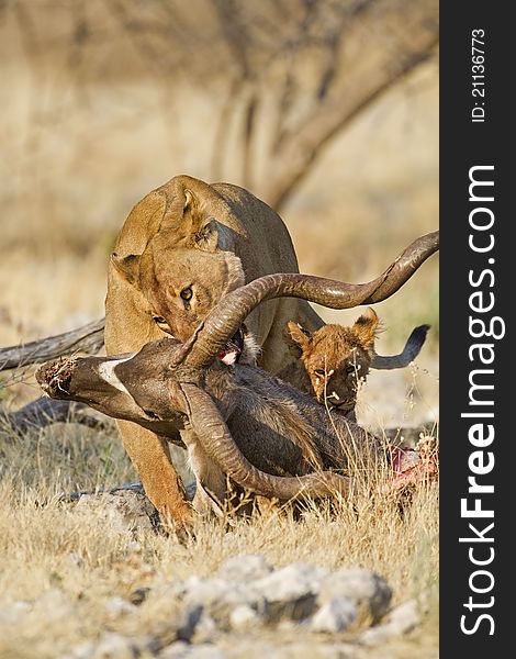 Female Lion Draging Kudu Carcass