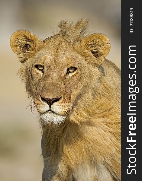 Close-up portrait of young male lion