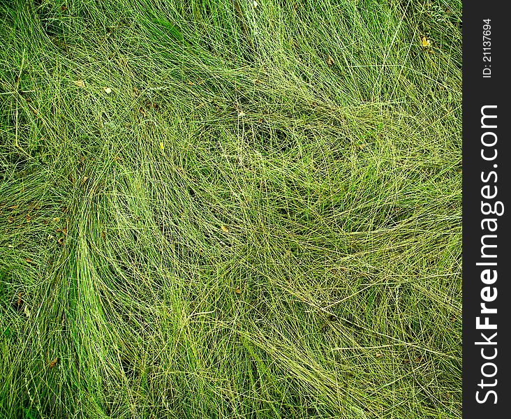 Abstract background of grass. close-up