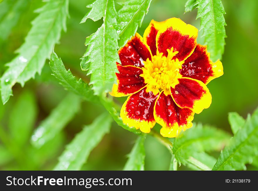 Yellow Marigold flower with soft sun light on a green background