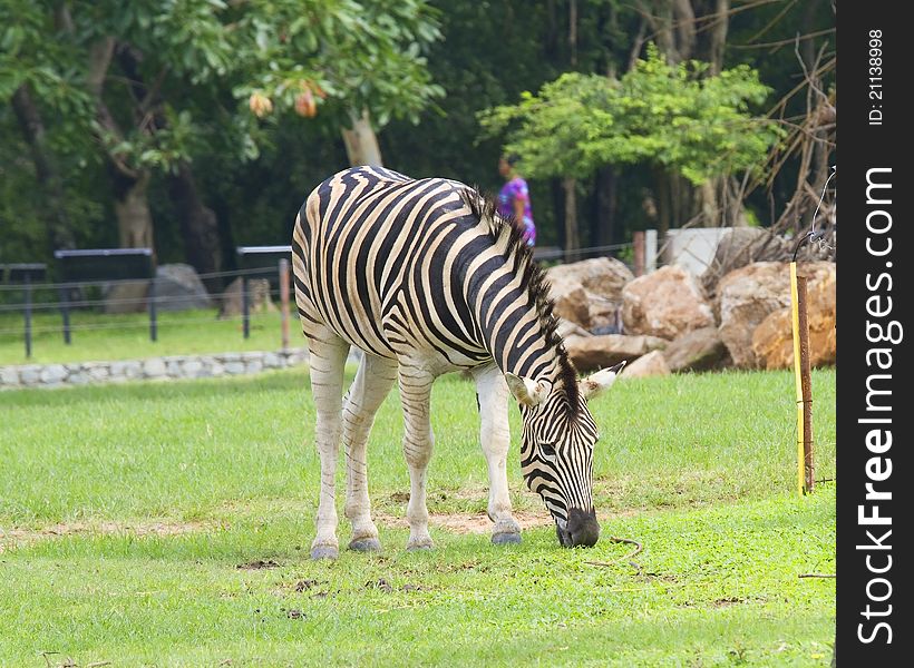 Zebra Wildlife Thawee of Africa