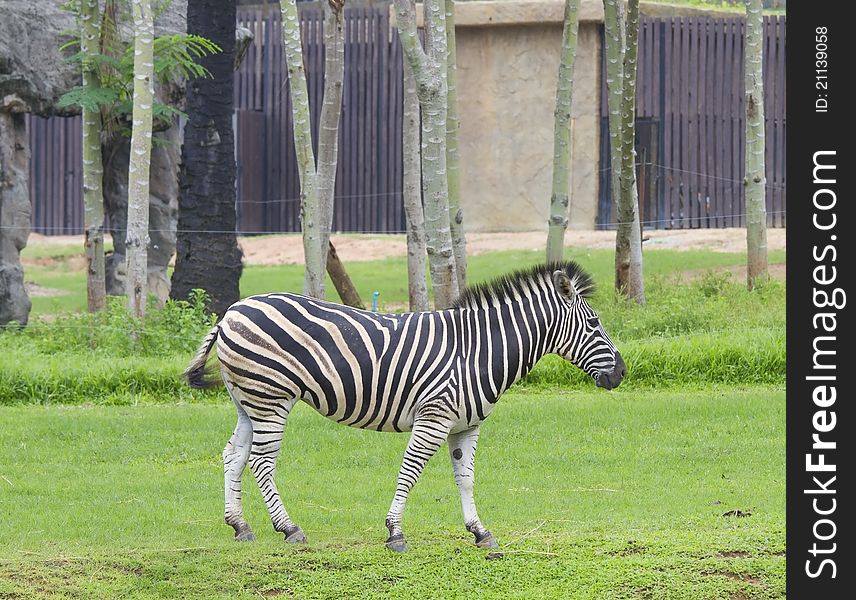 Zebra Wildlife Thawee of Africa