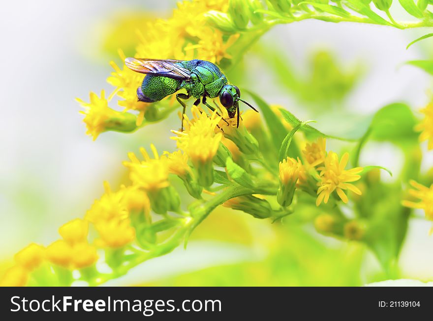 Green Hornet, also called cuckoo bees. henpiaoliang