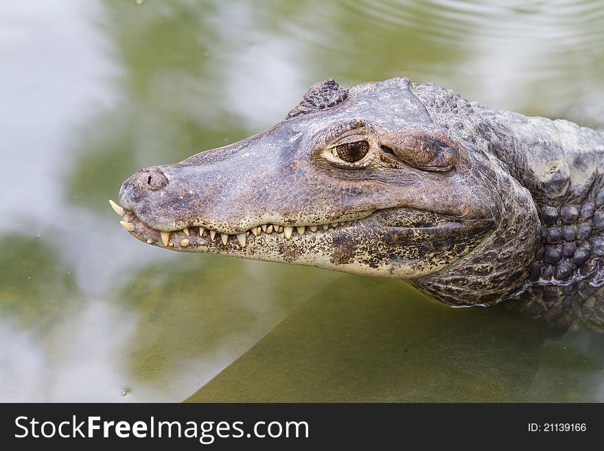 Dwarf caiman (Palaeosuchus palpebrosus),crocodile