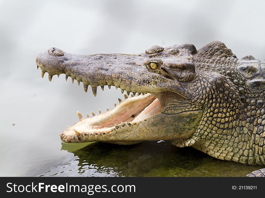 Freshwater crocodiles in the zoo.