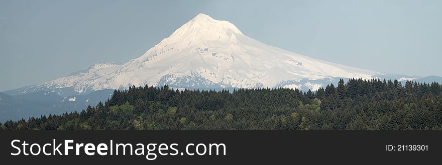 Mount Hood and Trees Panorama