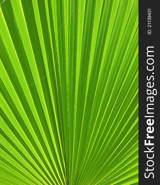 Palm Frond Abstract Creating a Near Optical Illusion. Palm Frond Abstract Creating a Near Optical Illusion