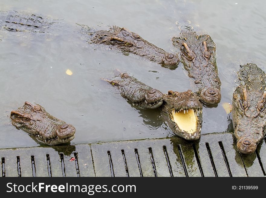 Freshwater crocodiles in the zoo.