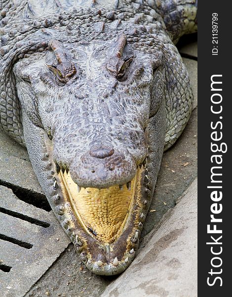 Freshwater crocodiles in the zoo.