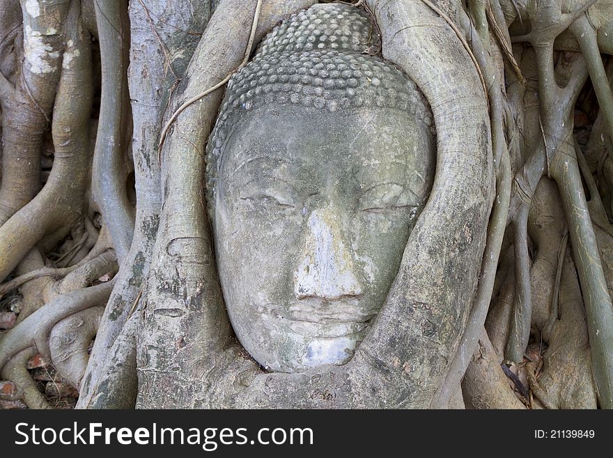 Head of Sandstone Buddha in The Tree Roots at Wat Mahathat, Ayutthaya, Thailand