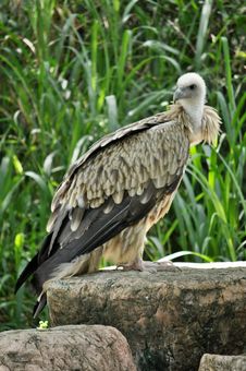 Himalayan Griffon Vulture Stock Photos Himalayan Griffon Vulture Stock Photos