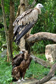 Himalayan Griffon Vulture And Cinereous Vulture Stock Photography Himalayan Griffon Vulture And Cinereous Vulture Stock Photography