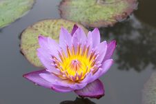PInk Lotus Royalty Free Stock Photography