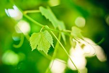 Grape Leaf Stock Photo Grape Leaf Stock Photo