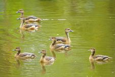 Duck Beauty Royalty Free Stock Images