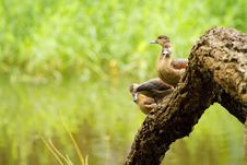 Duck Beauty Stock Photography