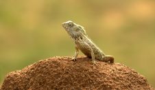 Sri Lankan Gecko Royalty Free Stock Image Sri Lankan Gecko Royalty Free Stock Image