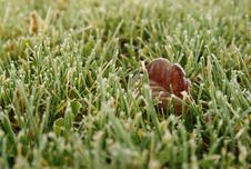 Close-up Of Frozen Grass Royalty Free Stock Photo Close-up Of Frozen Grass Royalty Free Stock Photo