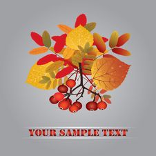 Autumn Composition. Royalty Free Stock Image
