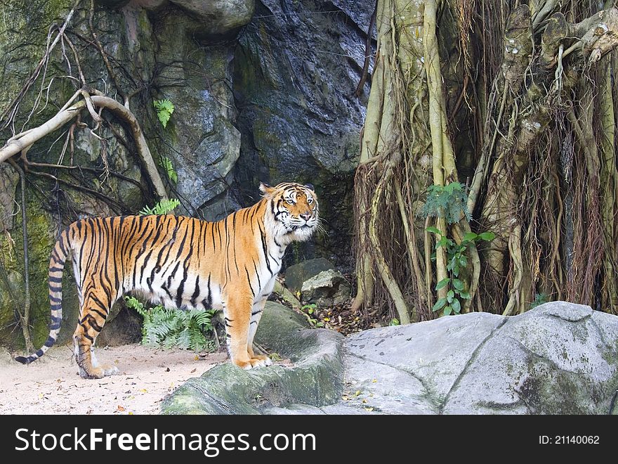 Tiger hunters of wild animals is alarming.