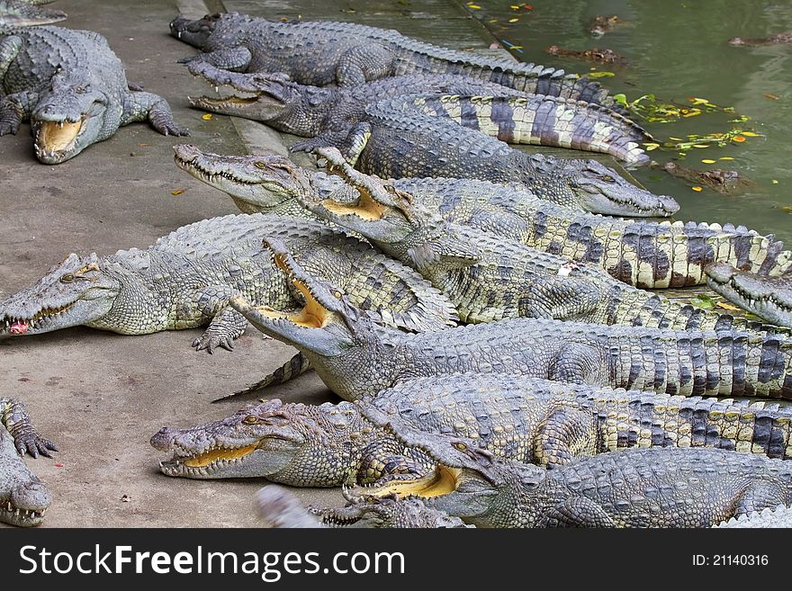 Freshwater crocodiles in the zoo.