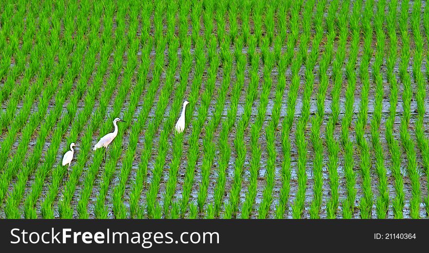 Three cranes walking in the filed. Three cranes walking in the filed