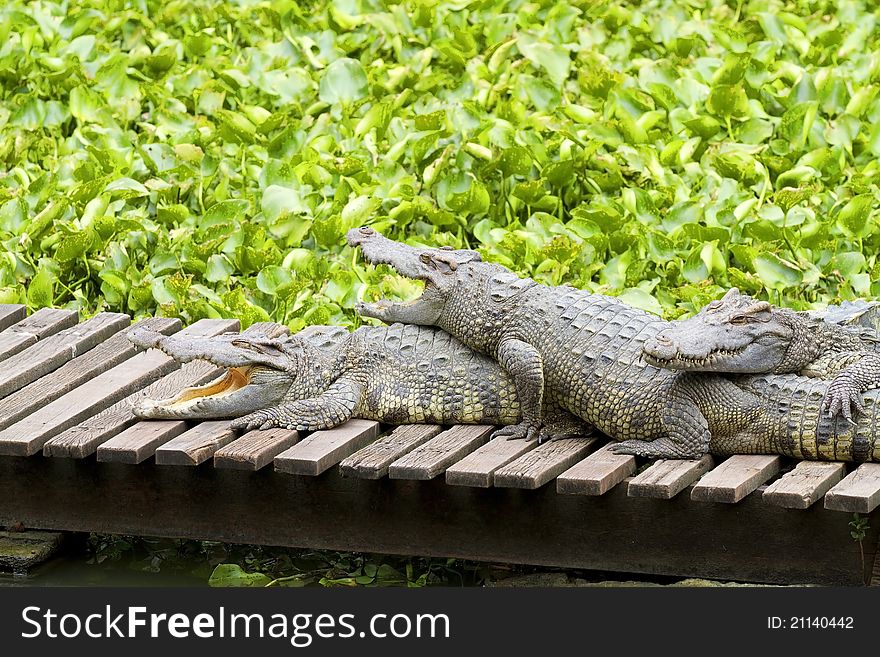 Freshwater crocodiles in the zoo.