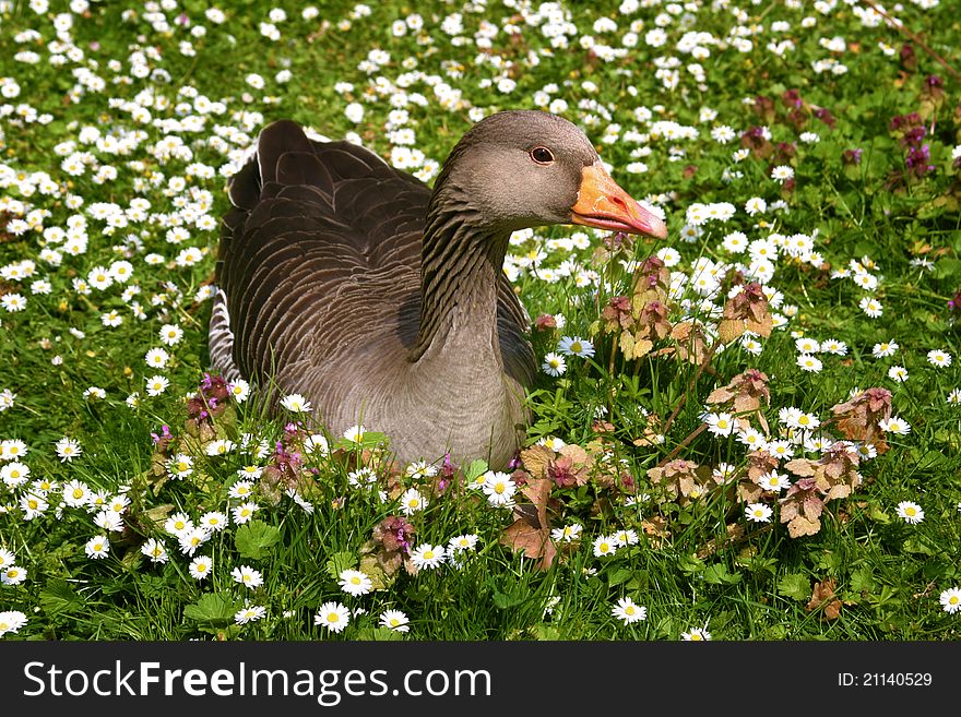 A brown goose is sitting in a grassy field, surrounded by small white flowers. A brown goose is sitting in a grassy field, surrounded by small white flowers