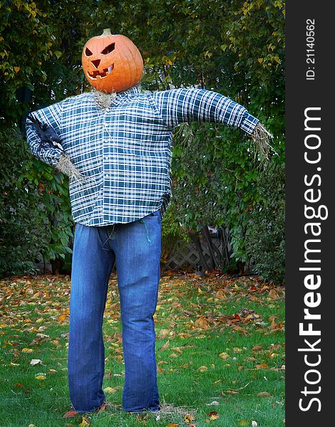 A scarecrow dressed in denim jeans and a blue plaid shirt, with a grinning jack o' lantern (pumpkin) head. A scarecrow dressed in denim jeans and a blue plaid shirt, with a grinning jack o' lantern (pumpkin) head.