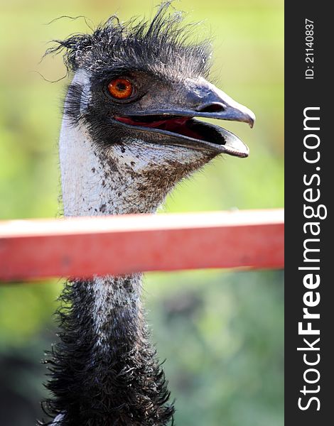 A closeup portrait of the head and upper neck of a silly but cute expressive Emu behind a fence. Shallow depth of field. A closeup portrait of the head and upper neck of a silly but cute expressive Emu behind a fence. Shallow depth of field